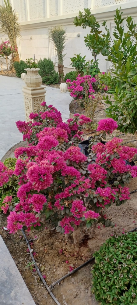 زراعه الجهنميه - 2