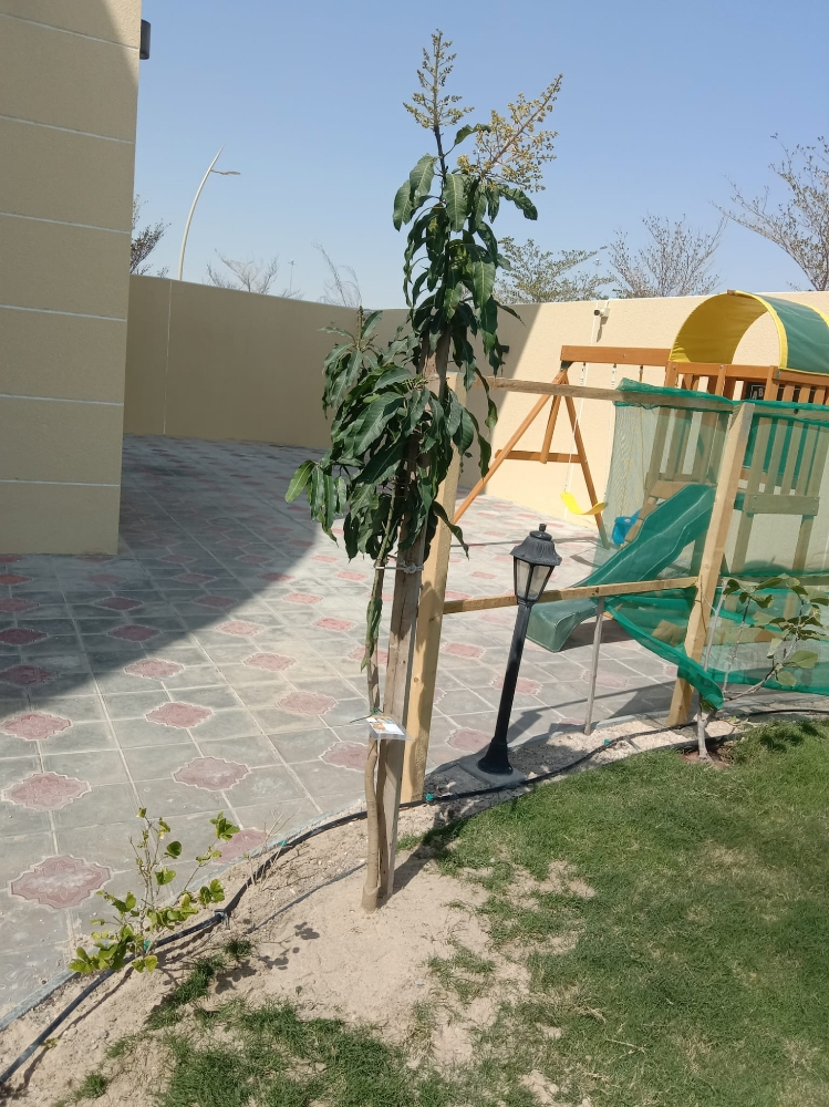 اشجار الجوافه - 2
