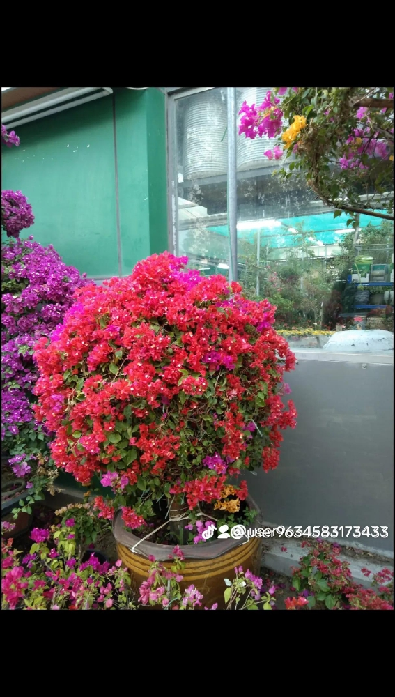 زراعه الورود - 1