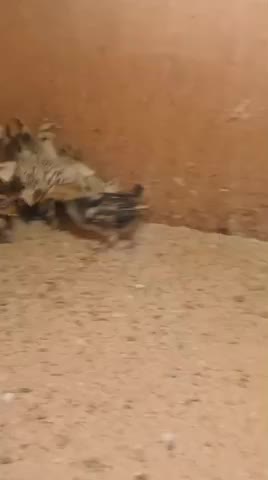 فروخ دجاج زينيه - 3