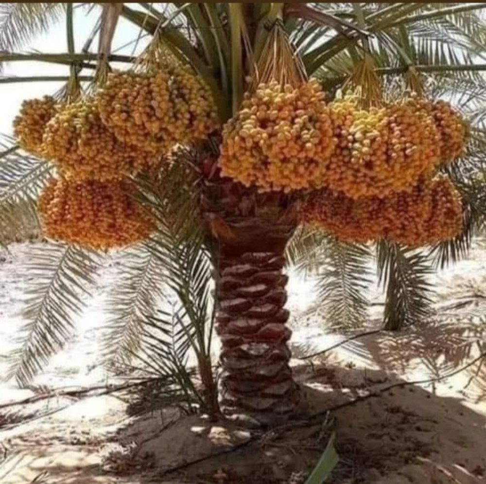 زراعة حدائق - 4