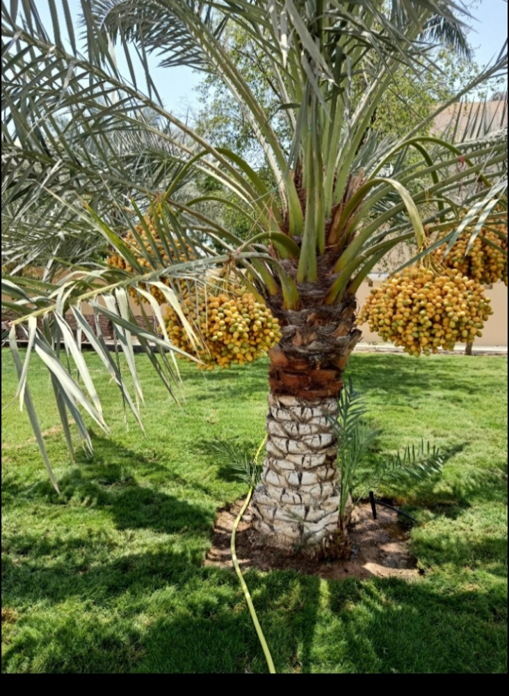 زراعة حدائق - 1