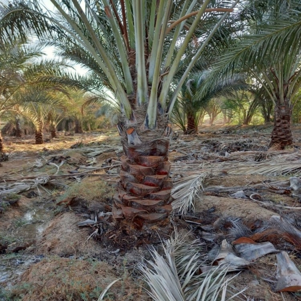 زراعة حدائق - 7
