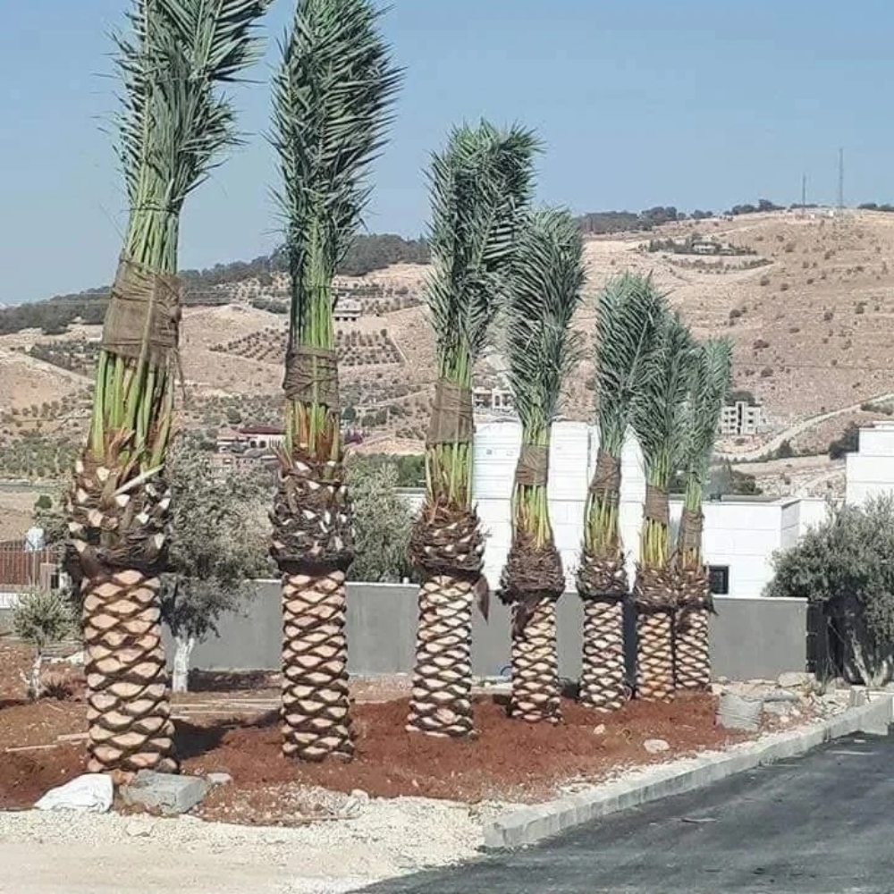 زراعة حدائق - 4