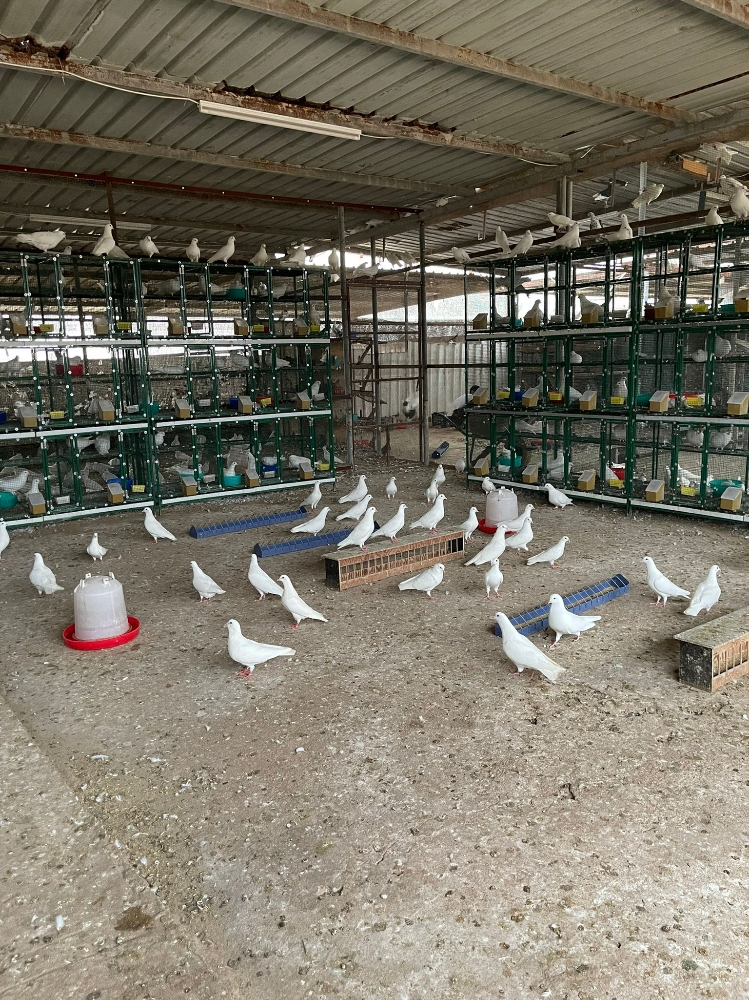 حمام للبيع - 3