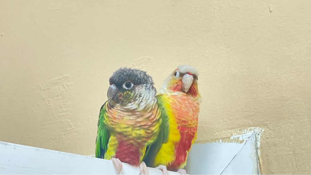 Lost both from madinath khalifa - 2