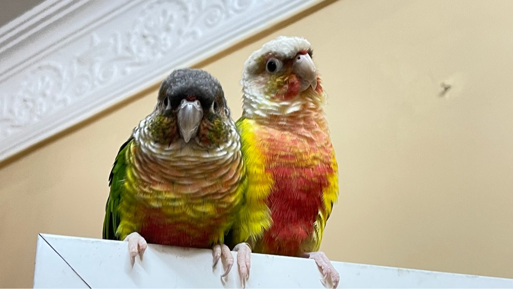 Lost both from madinath khalifa - 1
