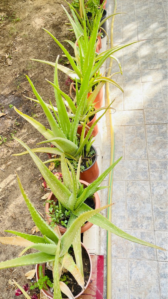 aloe Vera plants - 2