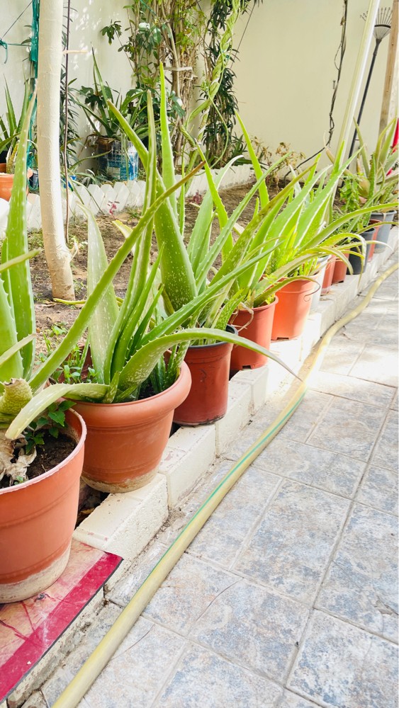 aloe Vera plants - 1