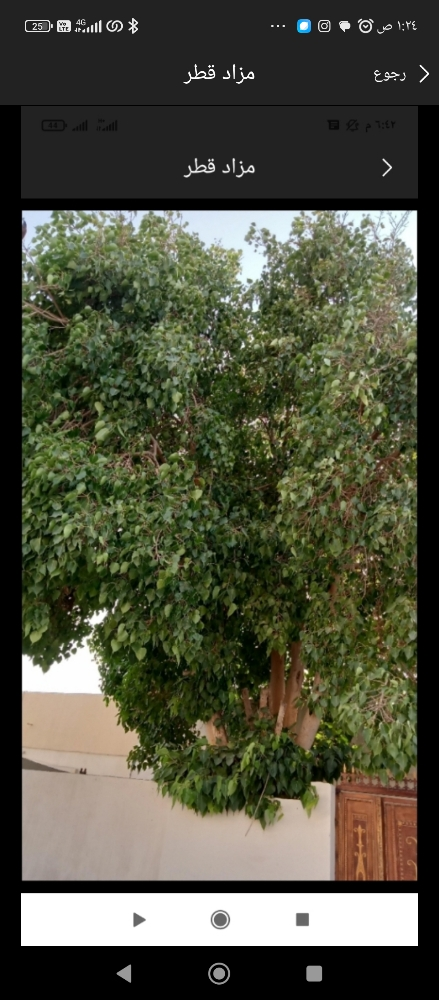 مزارع مقطع اشجار - 1