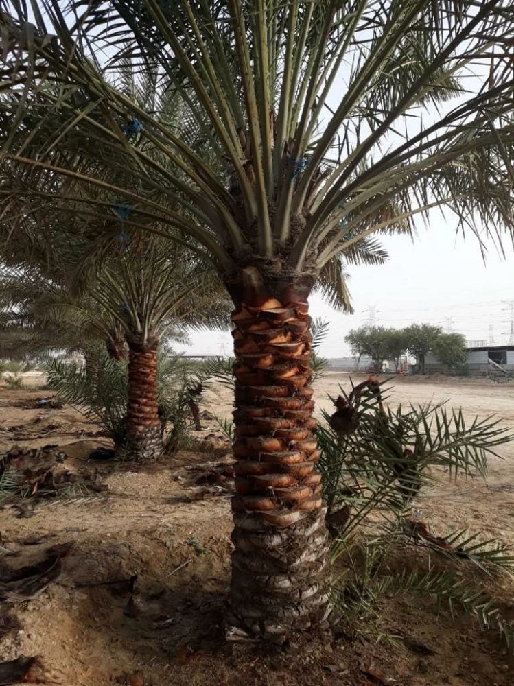 زراعه النخيل - 4