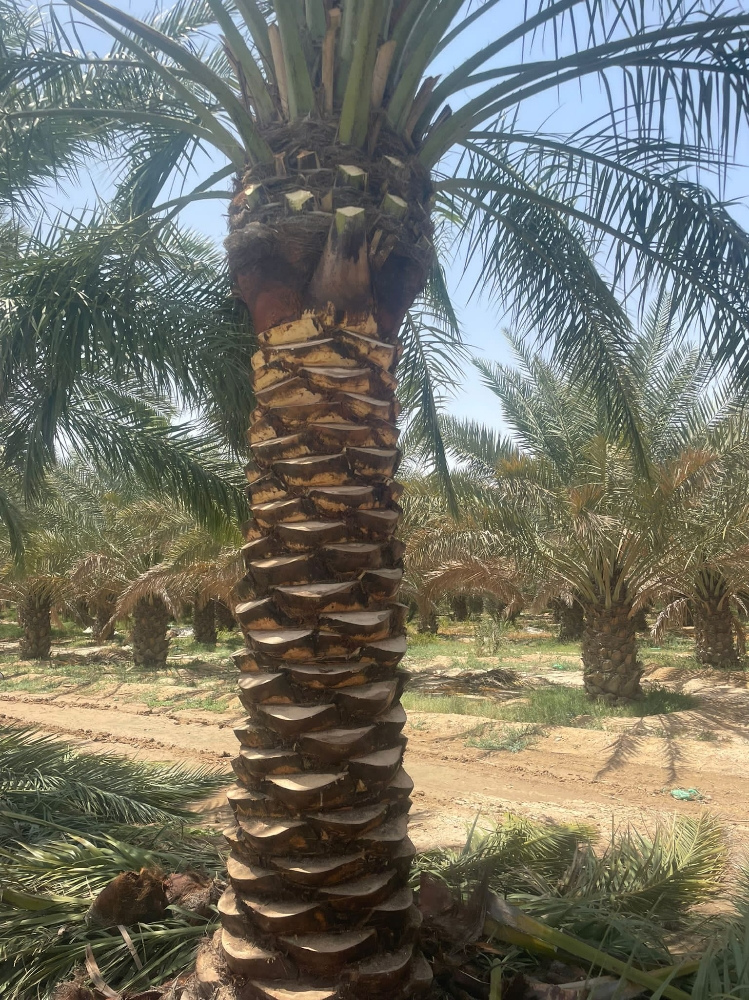 زراعه النخيل - 2
