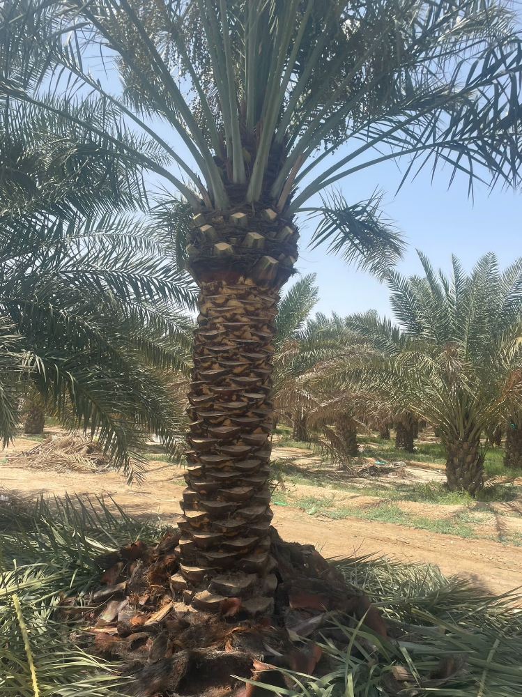 زراعه النخيل - 1