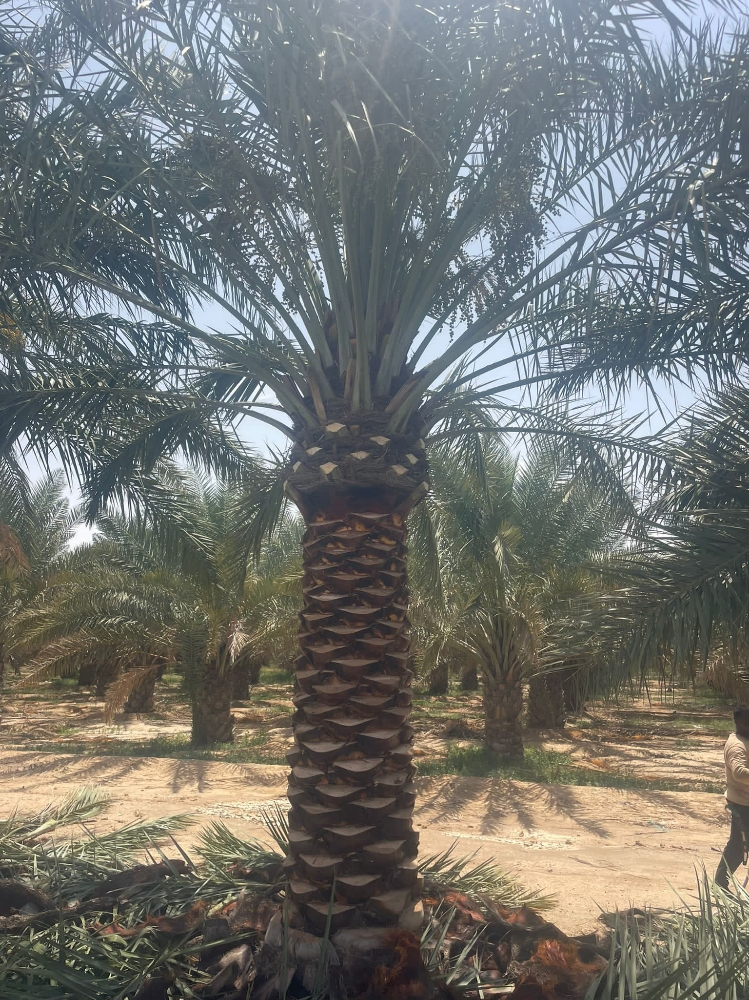 زراعه النخيل - 3