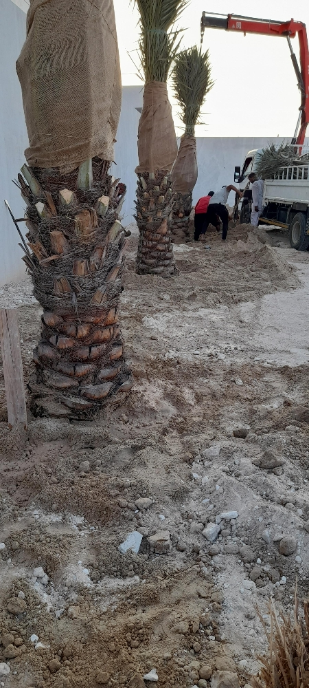 زراعة نخيل - 1