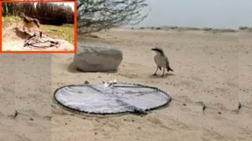 عتل - 10
