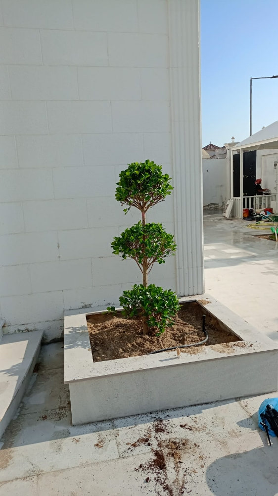 اشجار الزينه - 2