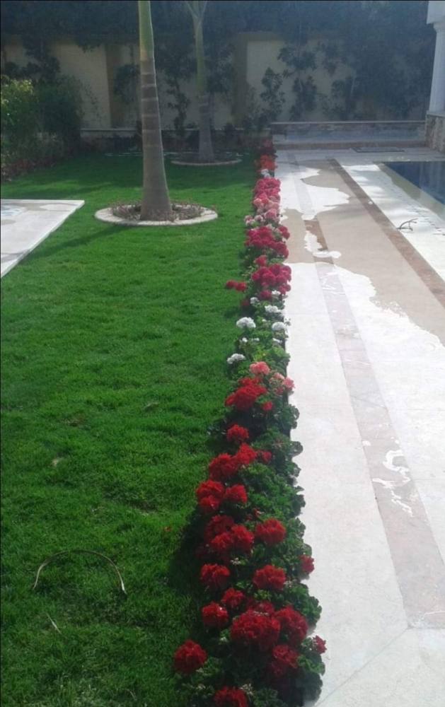 زراعه جميع انواع العشب الطبيعى٠٠ - 3