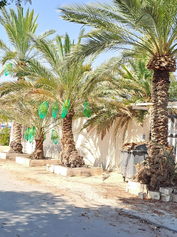 اعمال النخيل - 4