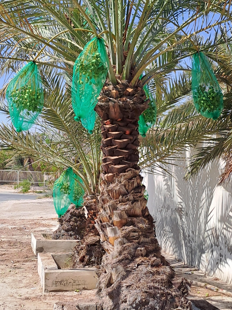 اعمال النخيل - 1