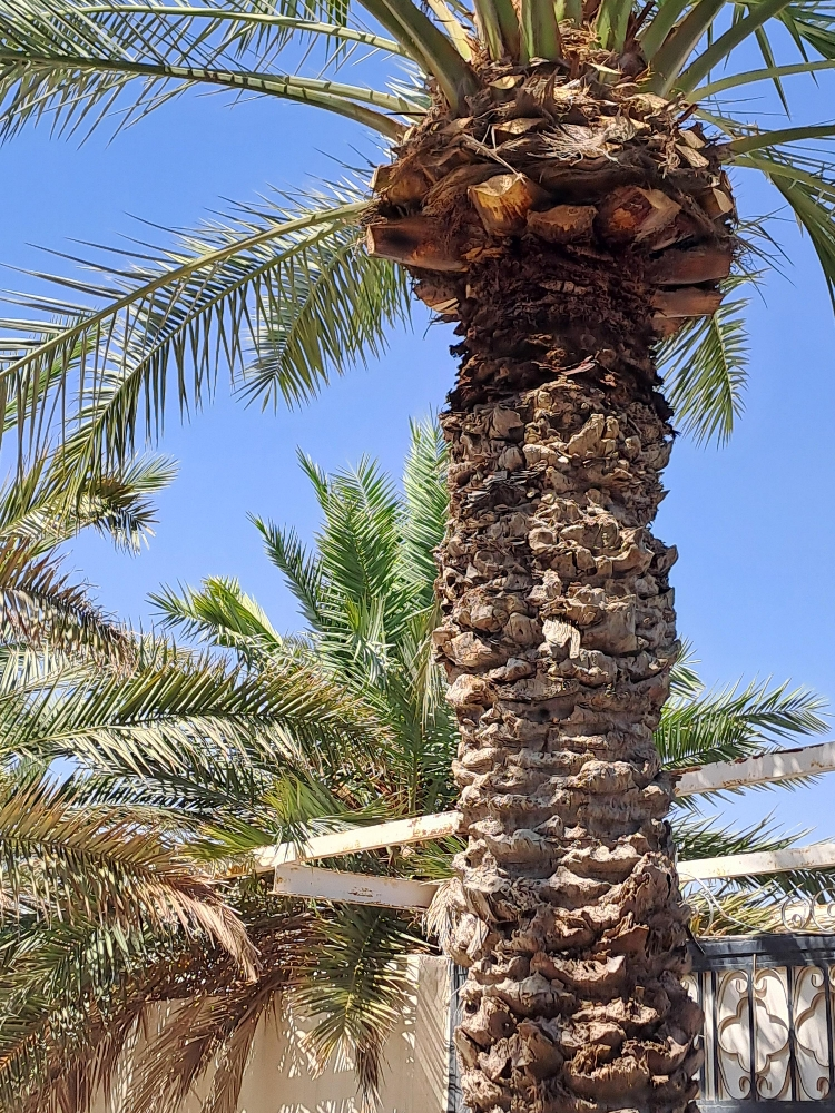 اعمال النخيل - 2