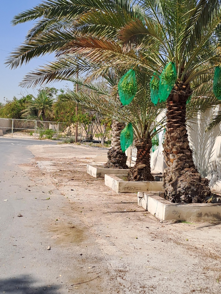 اعمال النخيل - 3