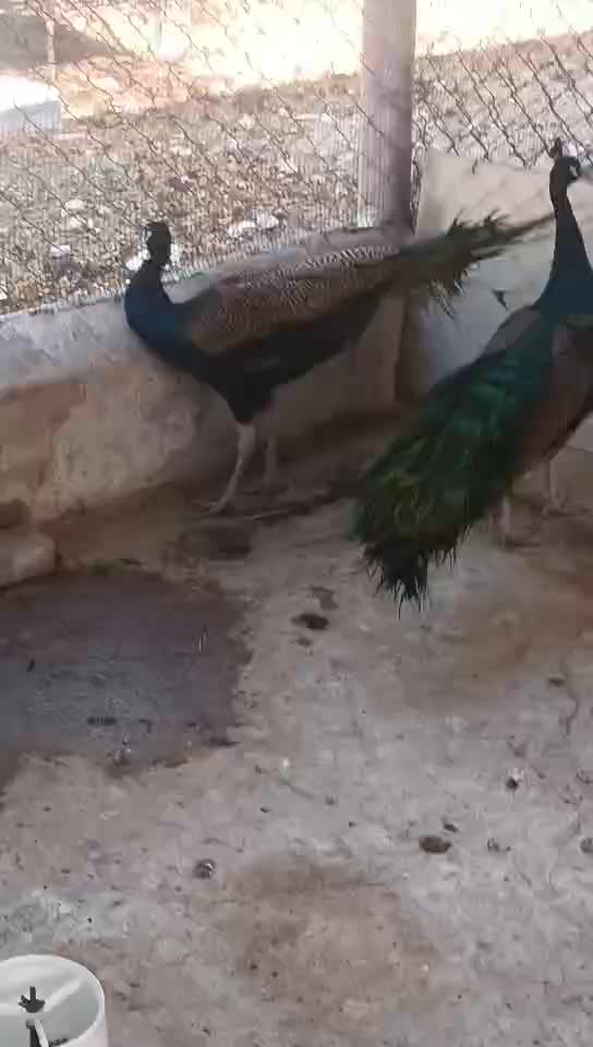 زوج طاؤوس - 1