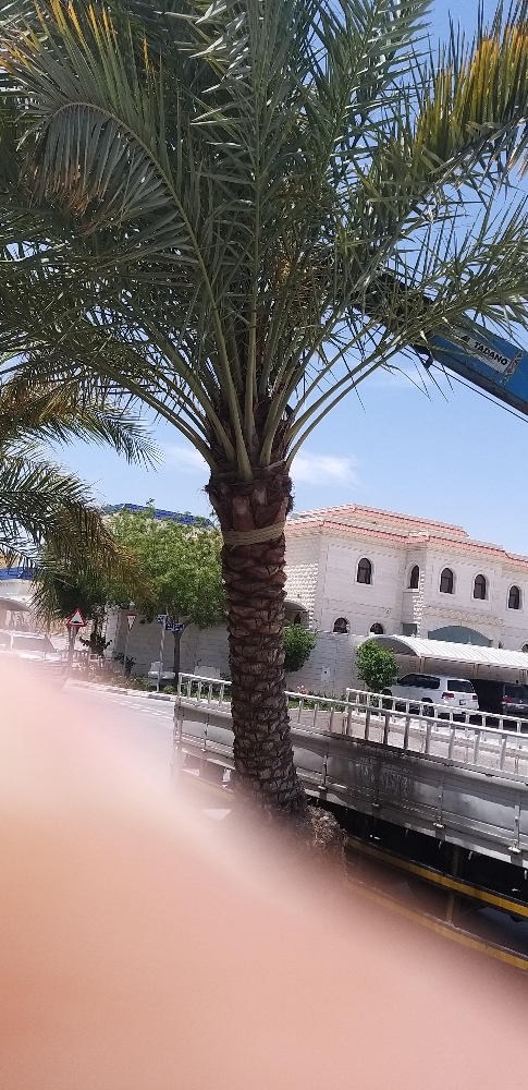قلع النخل ونقله وزرعه - 2