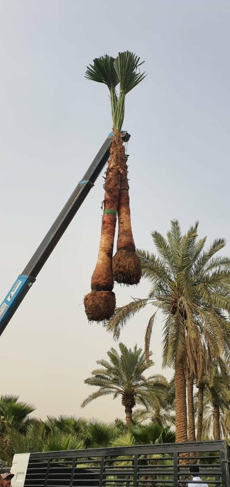 الواشنطنيو نخيل - 2