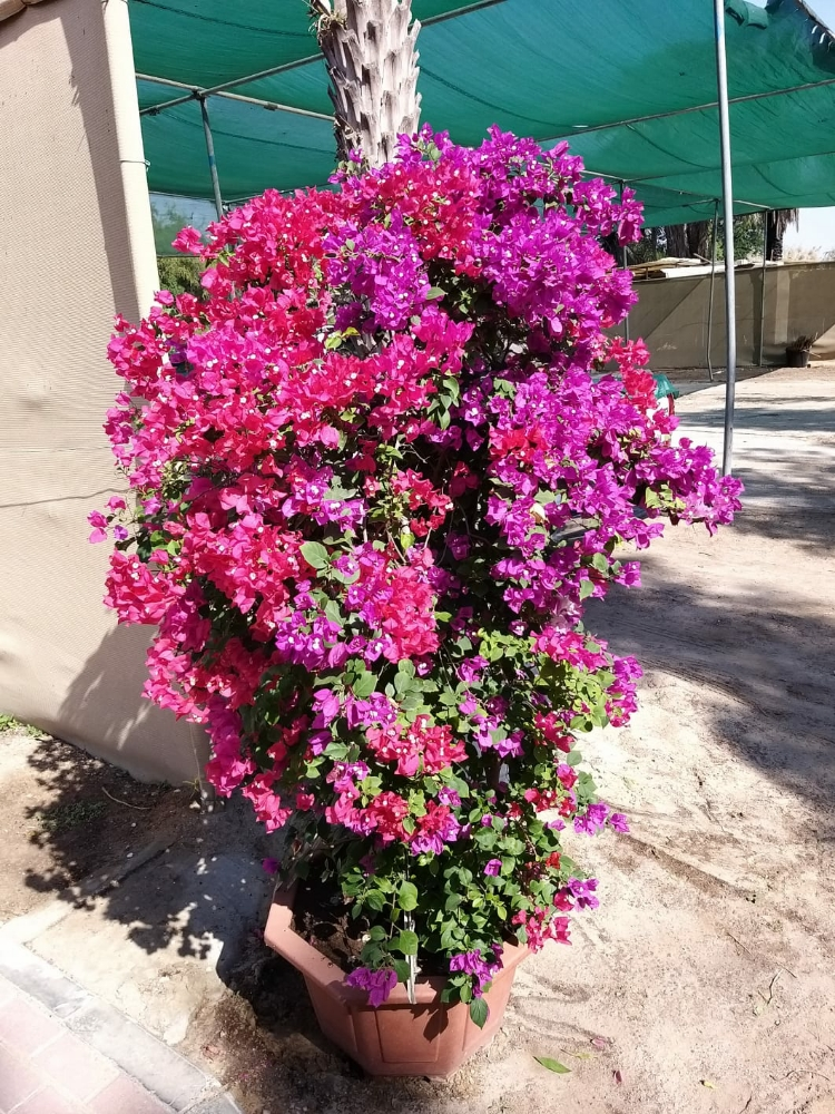 أشجار  زينه وأشجار مثمرة - 1