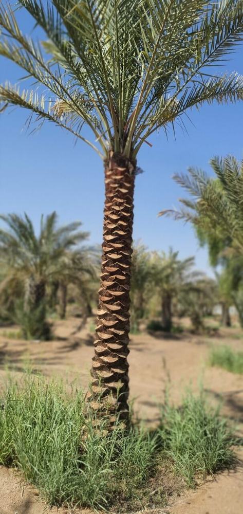 نخل مثمر ونخل واشنطنيو - 2