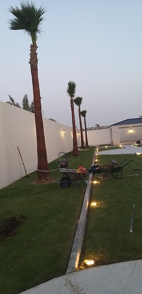 نخل مثمر ونخل واشنطنيو - 1