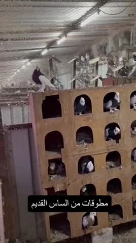 مطوقات  - 1