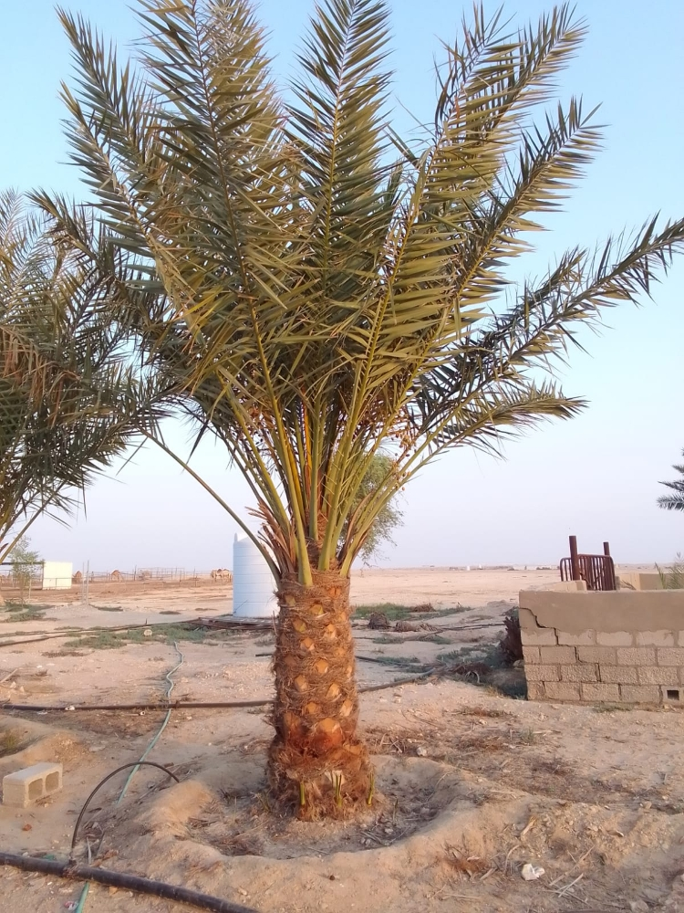 تنسيق الحدائق المنزليه - 4