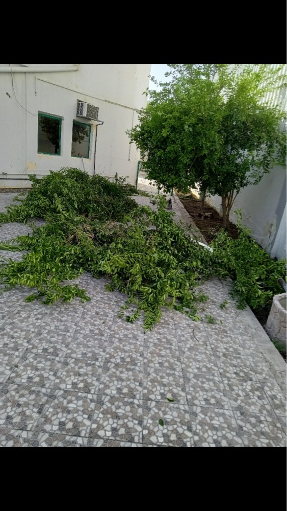 قطع لا شجار رزاعه النخيل  - 1