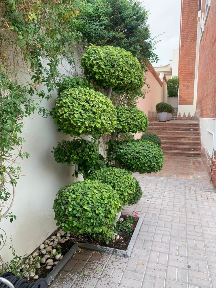 العناية بالحدائق - 4