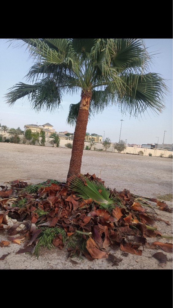 خلع النخيل ونقله  - 2
