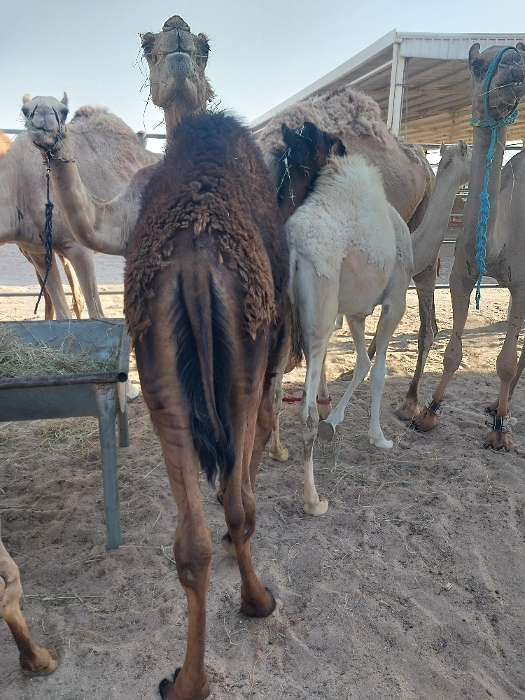 للبيع حوار عقيرا - 3