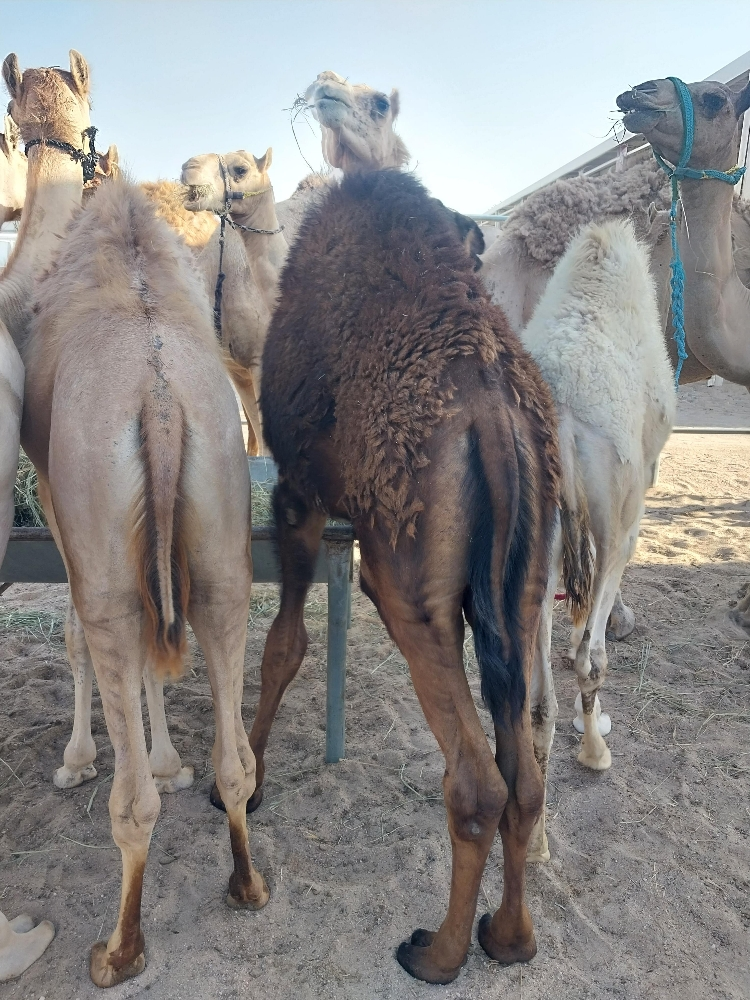 للبيع حوار عقيرا - 1