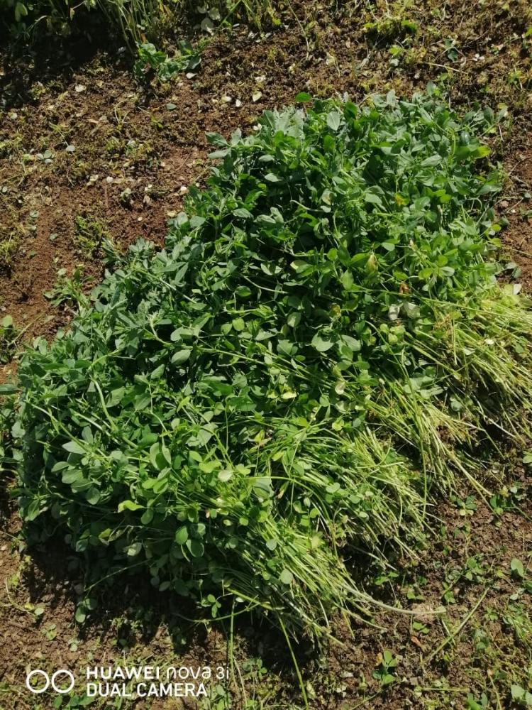 زراعه - 4