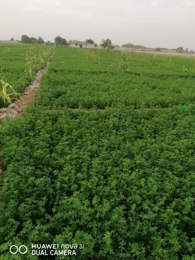 زراعه - 1