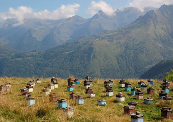 ORGANIC MOUNTAIN & WHITE HONEY - 3