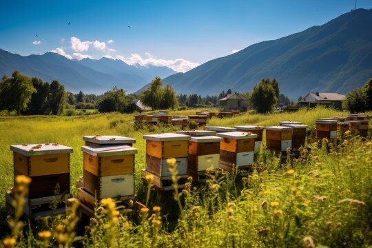 ORGANIC MOUNTAIN & WHITE HONEY - 5