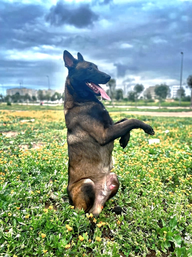 .Dog - 5