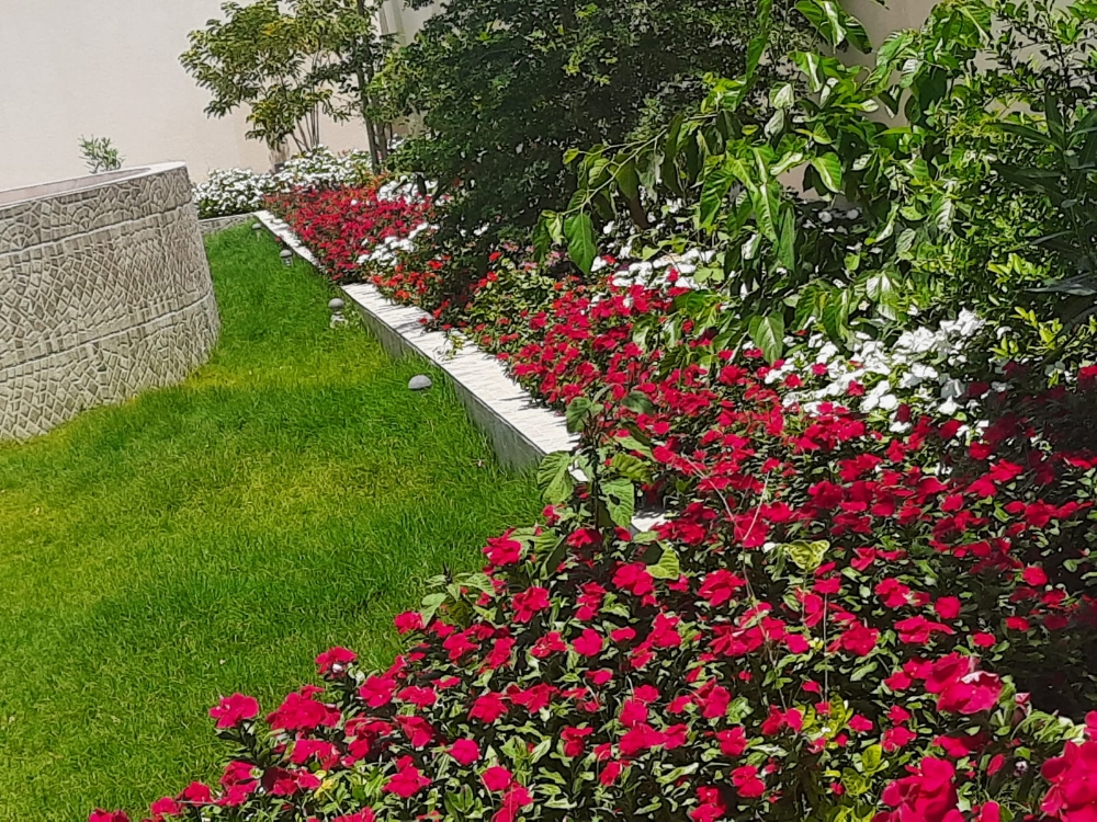 زراعه الاشجار المثمره - 9