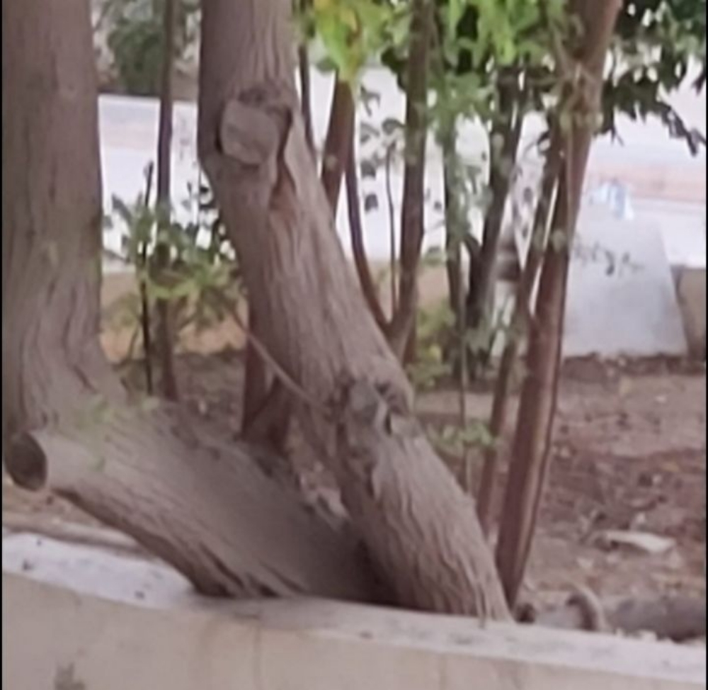 قطع الأشجار ونقل النخيل وزراعته - 1