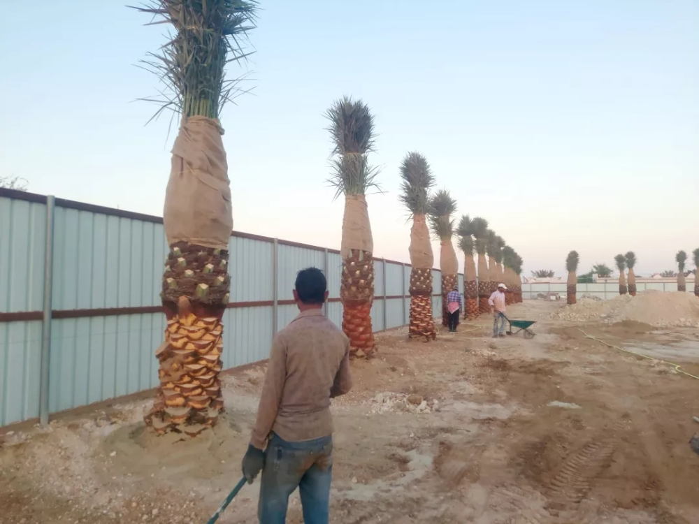 زراعه وديكور - 2