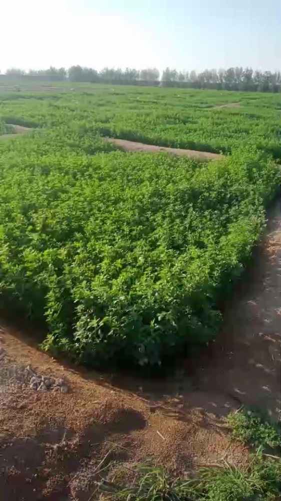 استصلاح المزارع وزراع الجد - 3