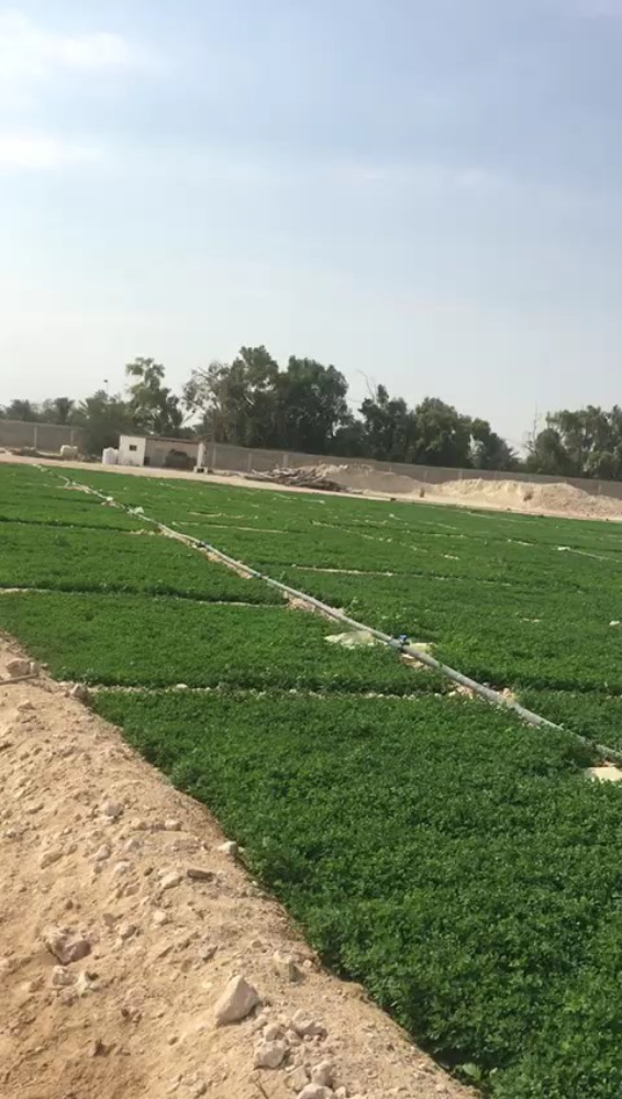 استصلاح المزارع وزراع الجد - 1