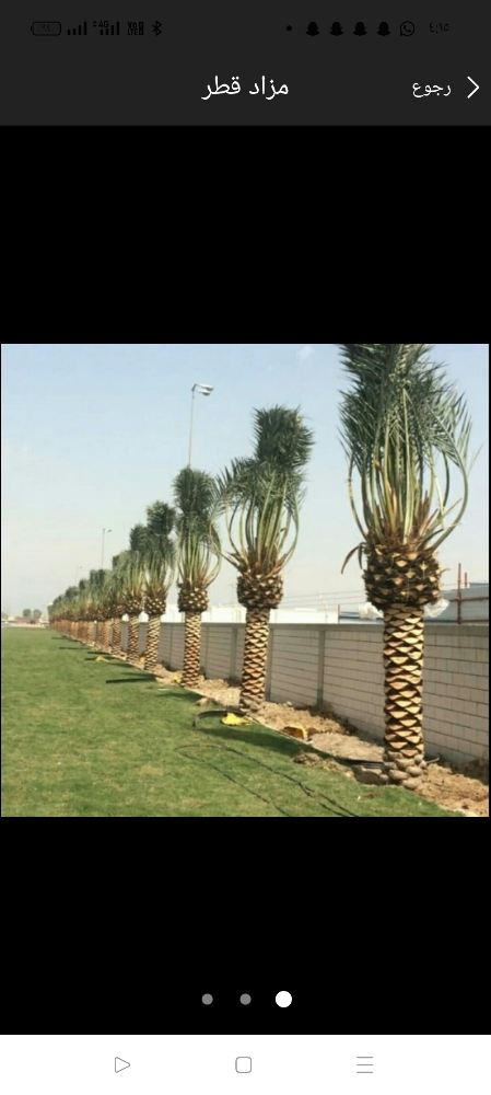 قطع الأشجار وزراعه النخيل - 2